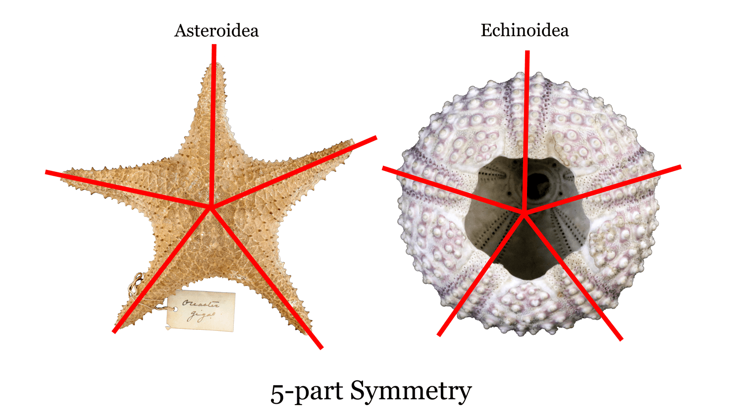 Pentaradial symmetry, Echinodermata | Digital Atlas of Ancient Life