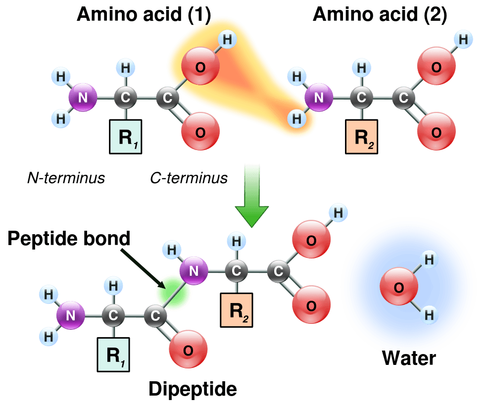 Formation and Characteristics of Peptide Bonds, Amino Acids Structure | Nutrition
