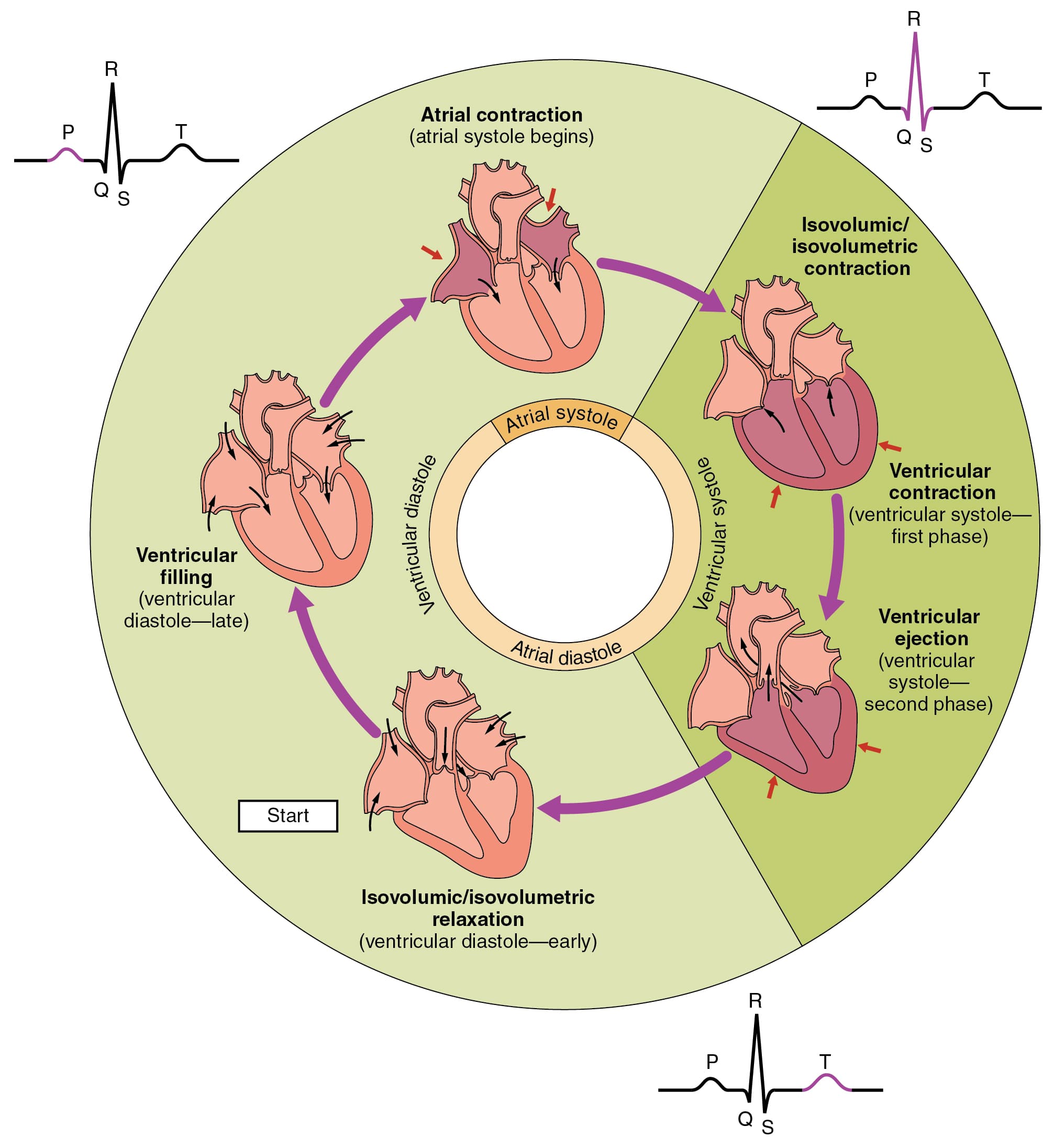 Phases of cardiac pumping action, Cardiac Cycle · Anatomy and Physiology