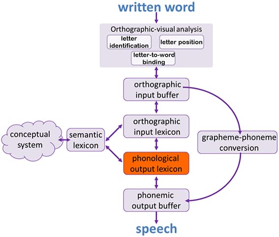 Phonological vs lexical variables, Frontiers | A Principled Relation between Reading and Naming in Acquired and Developmental ...
