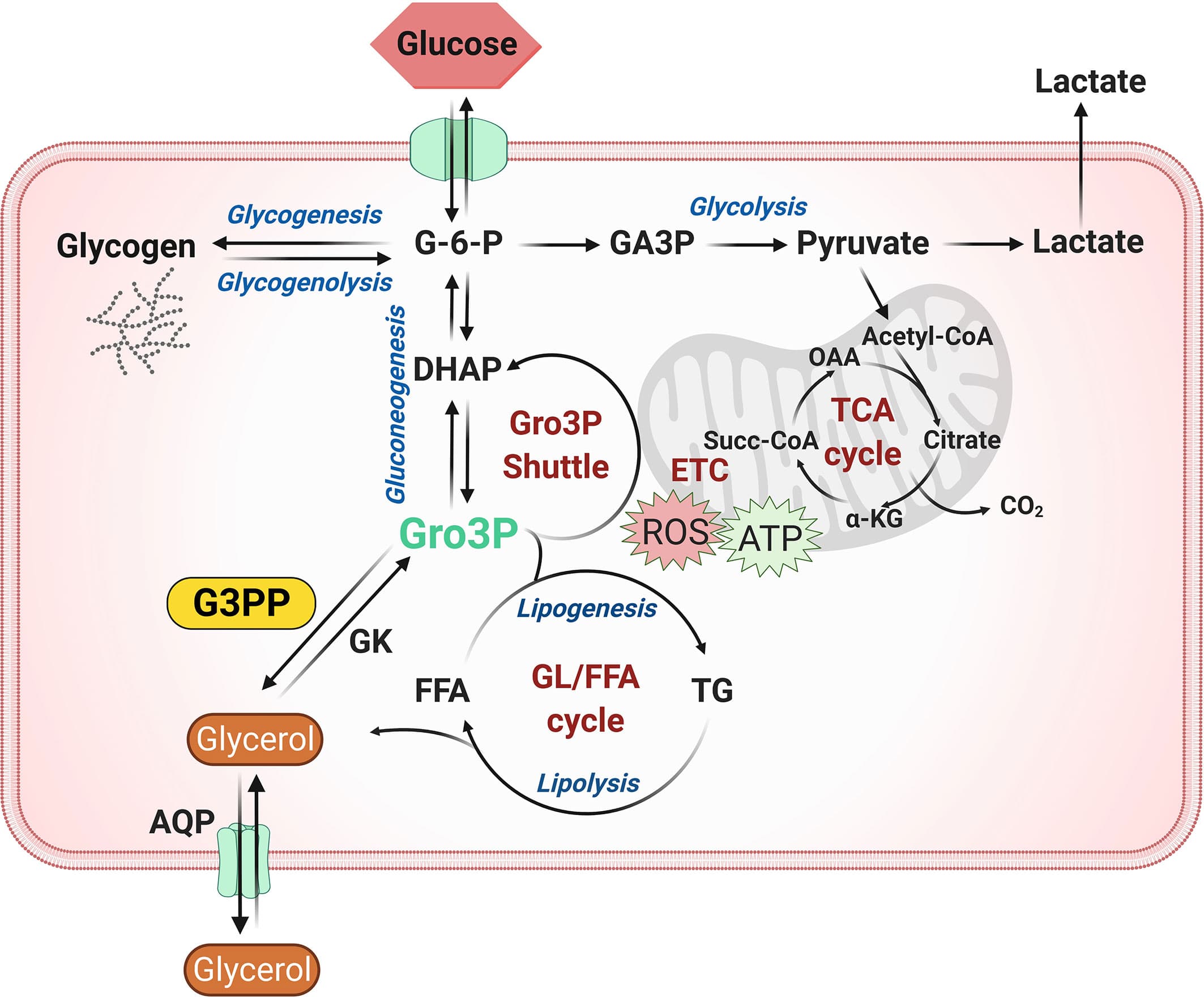 Phosphatidic Acid and Glycerol-3-Phosphate, Frontiers | New Mammalian Glycerol-3-Phosphate Phosphatase: Role in β-Cell, Liver and Adipocyte ...