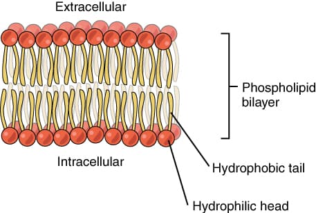 Phospholipid Bilayer, The Cell Membrane | Anatomy and Physiology I