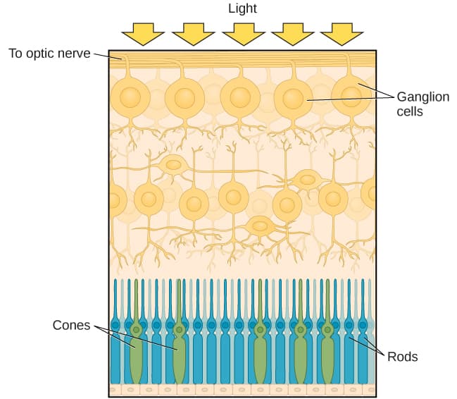 Photoreceptor Cells and Visual Processing, How We See | Introduction to Psychology