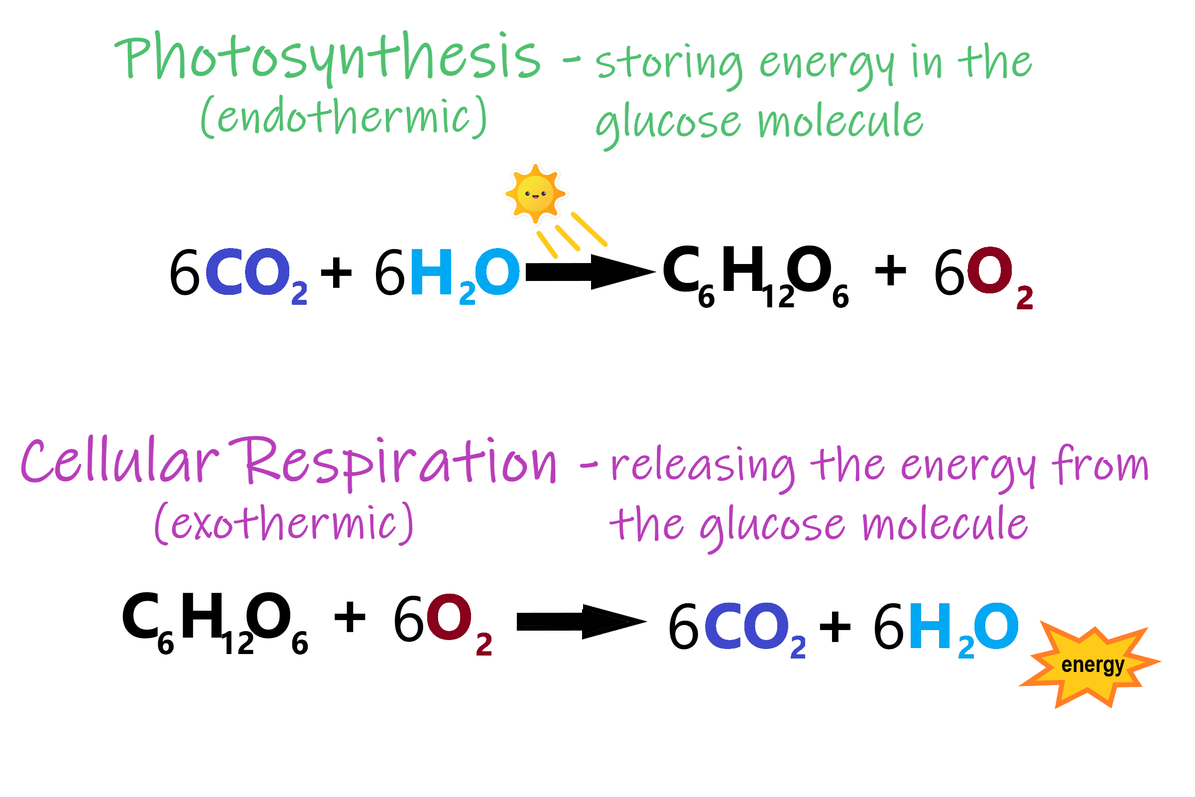 Photosynthesis and Respiration, 4.9 Energy Needs of Living Things – Human Biology