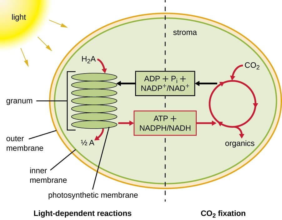 Light capture by photosystem pigments, Photosynthesis | Microbiology