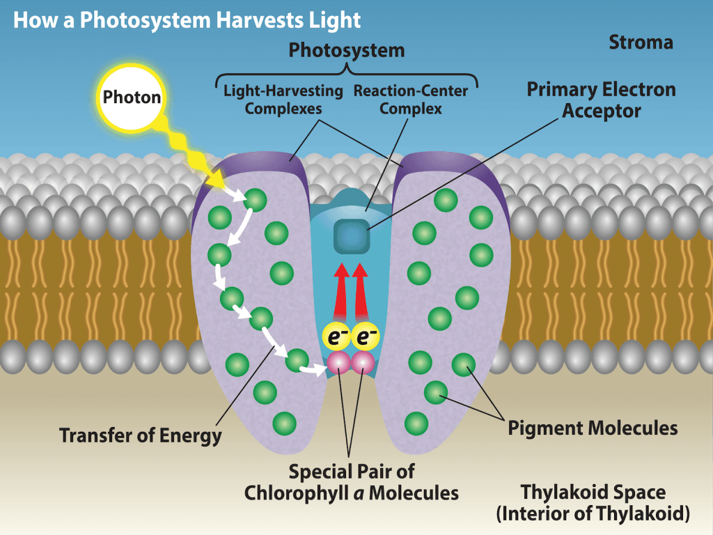 Light reactions and photosystems | Cell Biology Class... | Fiveable