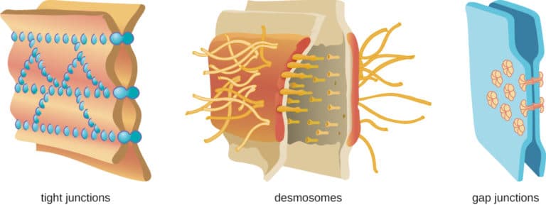 Physical barriers against pathogens, Physical Defenses | Microbiology