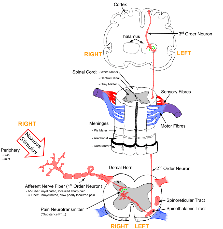 Physiological and psychological aspects of pain, 10.2 Review of Basic Concepts – Nursing Pharmacology