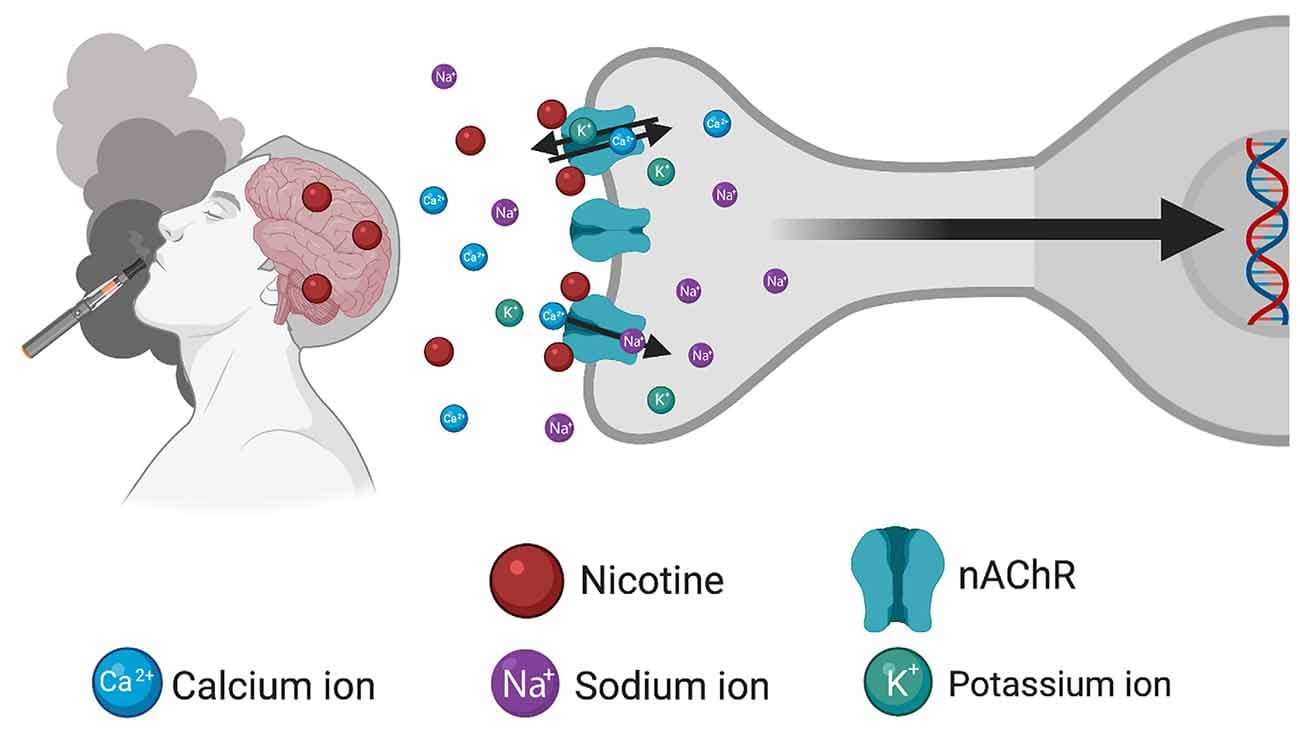 Physiological effects of nicotine addiction, Frontiers | Multidimensional Intersection of Nicotine, Gene Expression, and Behavior