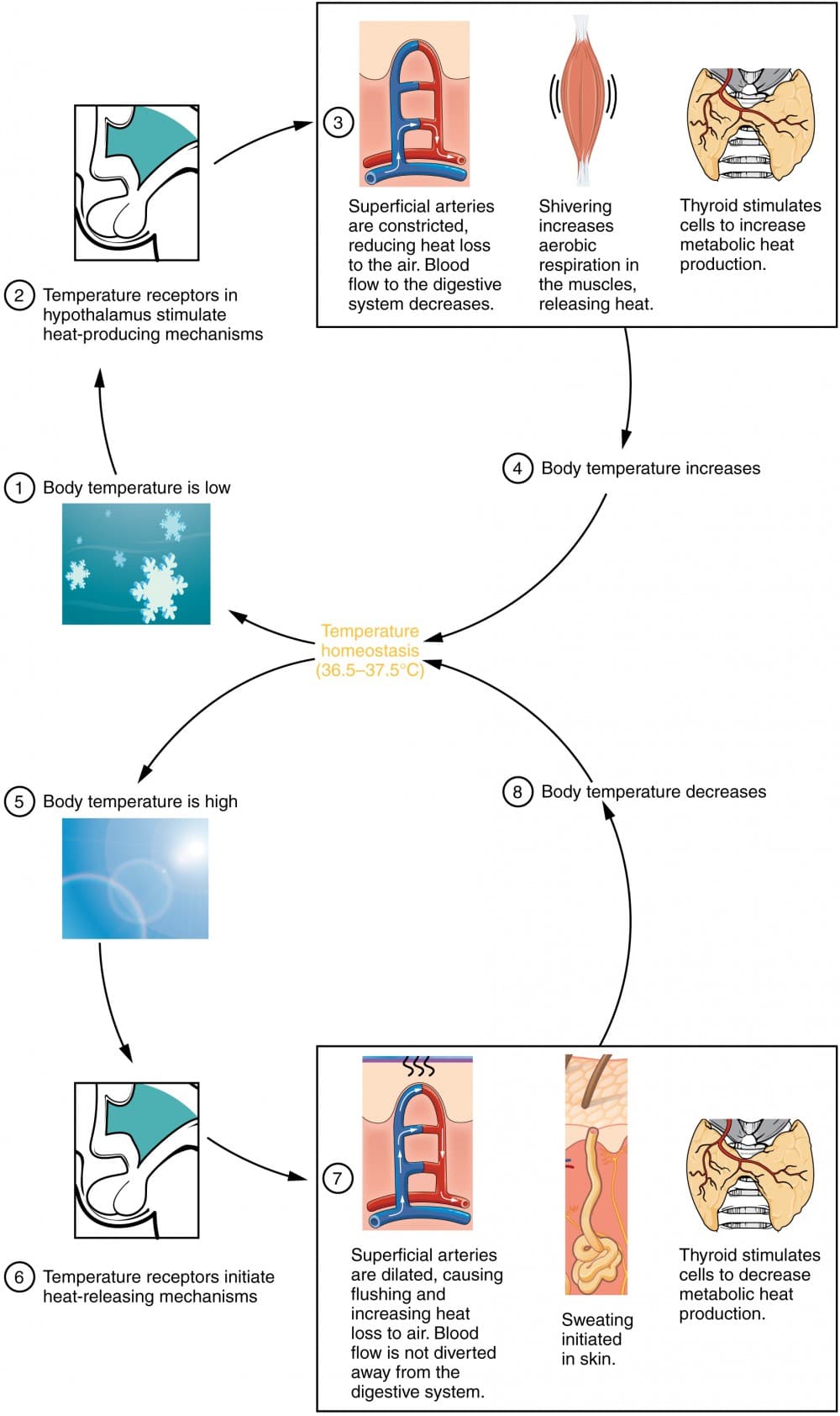 Physiological mechanisms of temperature regulation, 10.7: Energy and Heat Balance - Biology LibreTexts