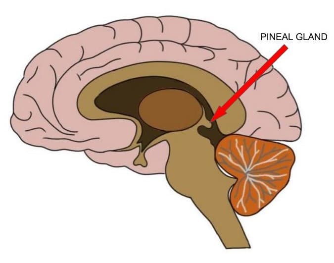 Location and structure of pineal gland, Know Your Brain: Pineal Gland — Neuroscientifically Challenged
