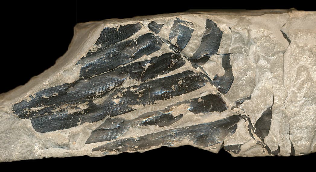 Compressions and impressions, 1.3 Types of fossil preservation | Digital Atlas of Ancient Life