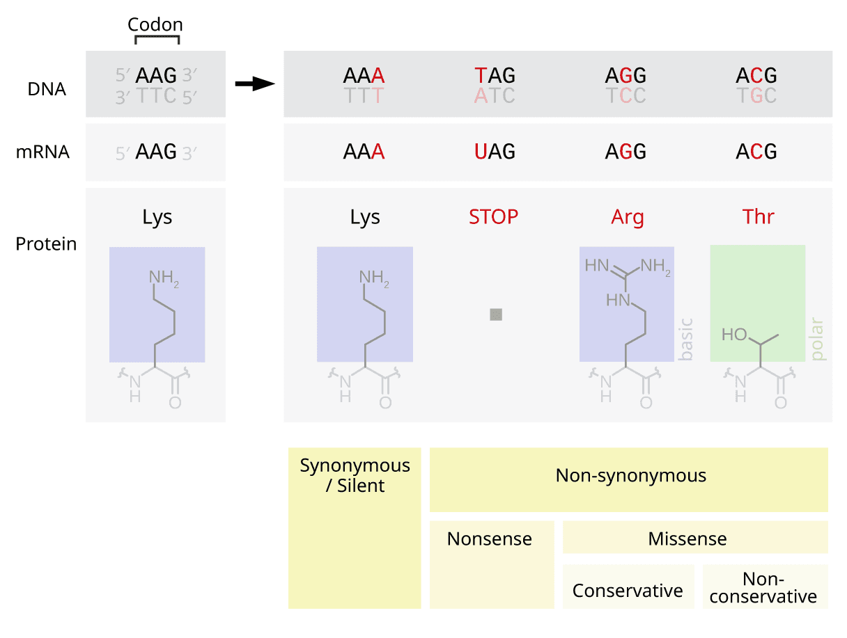 Point mutations, Point mutation - Wikipedia