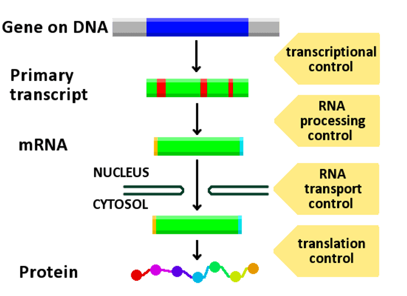 Post-transcriptional regulation in gene expression, File:Gene expression control.png - Wikimedia Commons