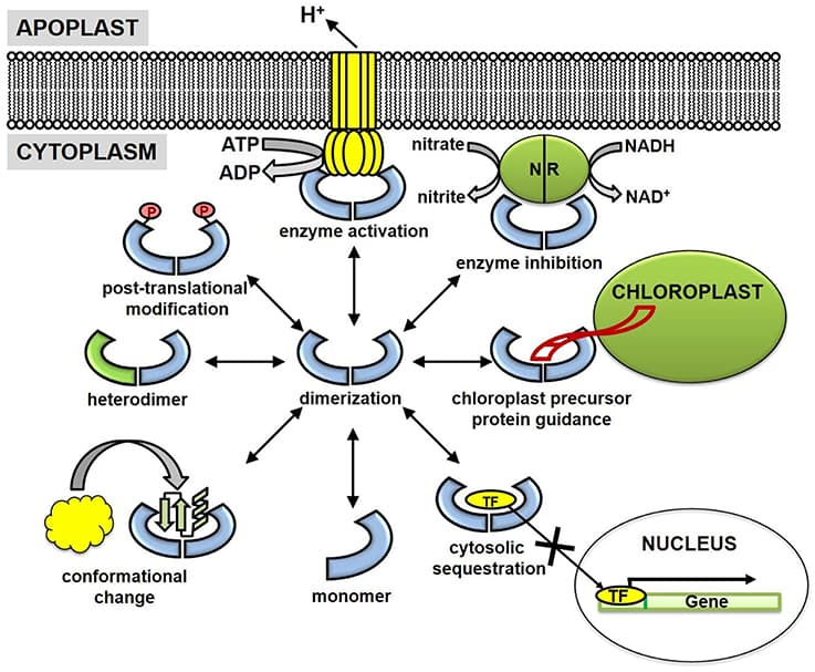 Post-translational modifications in protein function, Frontiers | Regulation of the Regulators: Post-Translational Modifications, Subcellular, and ...