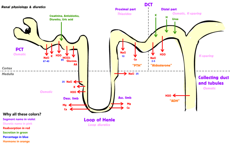 Mechanism of action and primary uses, Renal physiology - wikidoc
