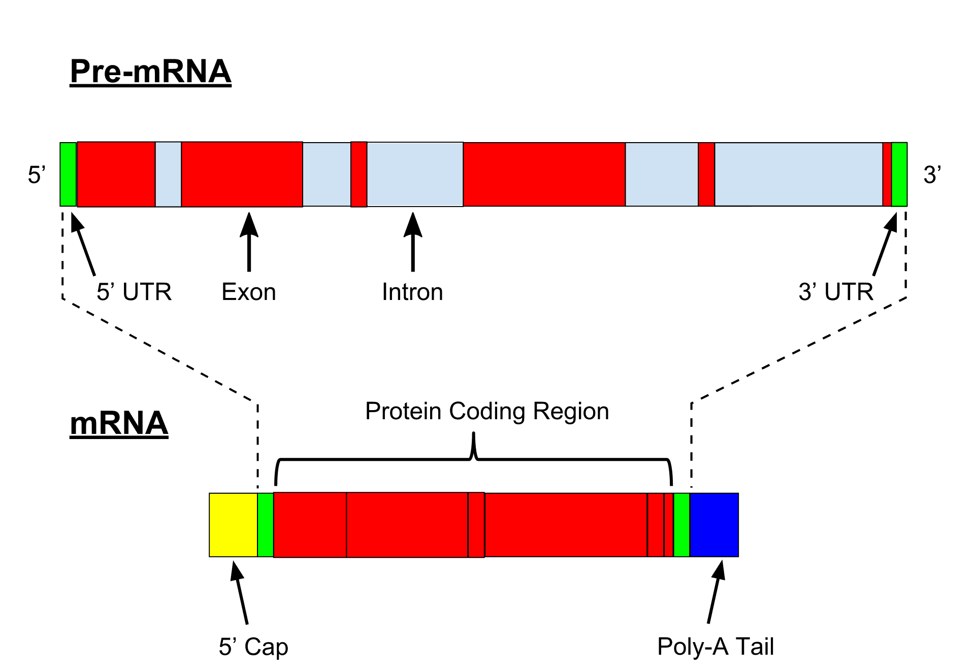 Pre-mRNA Processing and Splicing, Precursor mRNA - Wikipedia