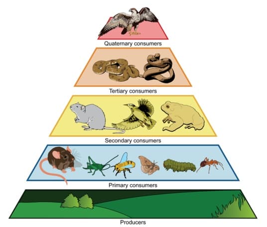 Dynamics of predator-prey relationships, Whales - Things We Don't Know