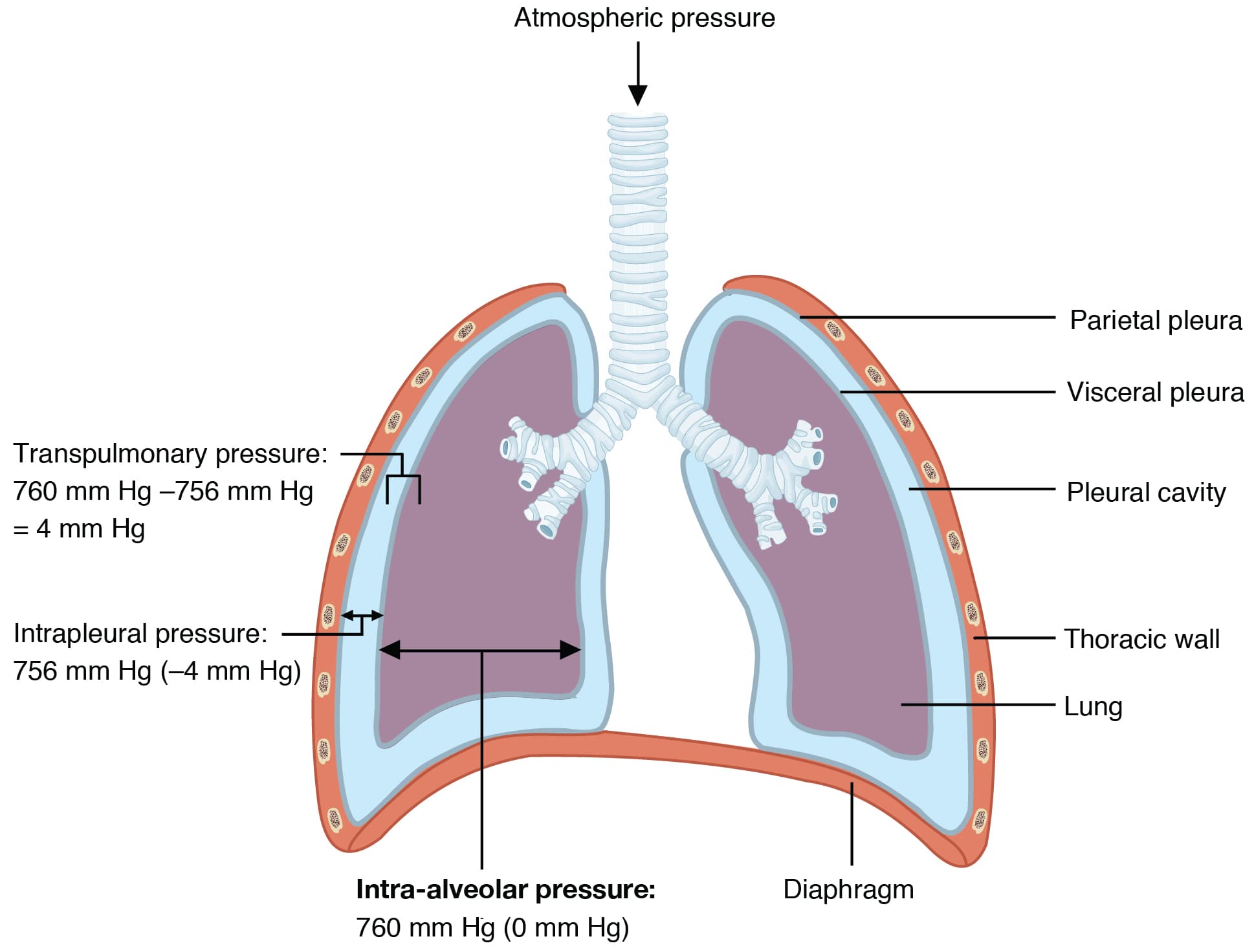Pressure differences drive airflow, The Process of Breathing · Anatomy and Physiology