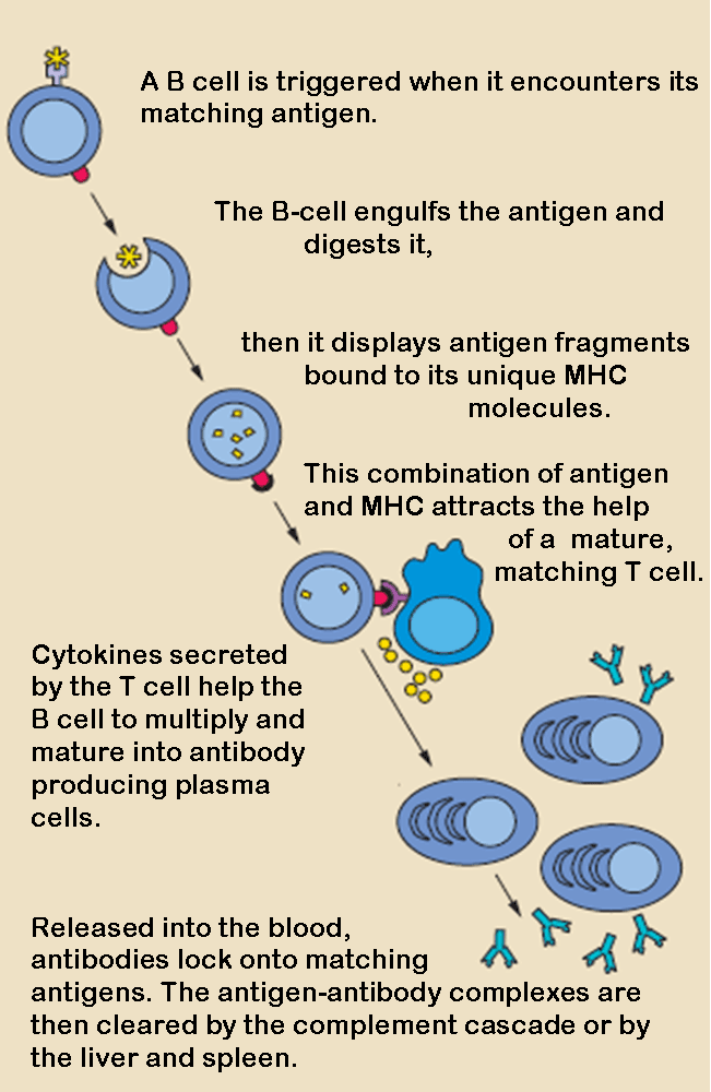 Primary and Secondary Immune Responses, T Cells and Cellular Immunity | Boundless Microbiology