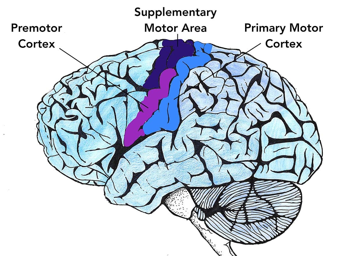 Primary Motor Cortex and Somatotopic Organization, Motor cortex - Wikipedia