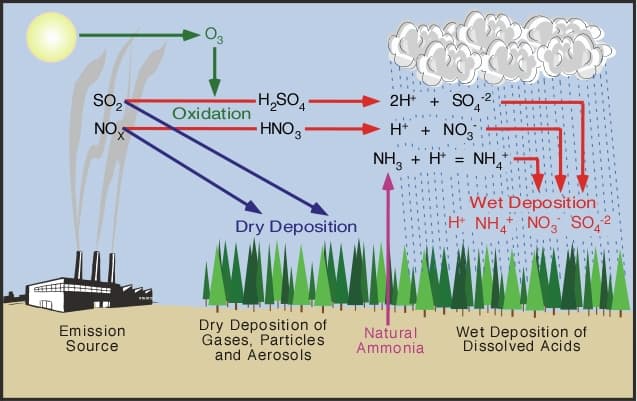 SO₂ and NOₓ undergo atmospheric reactions to form the acids that make rain acidic