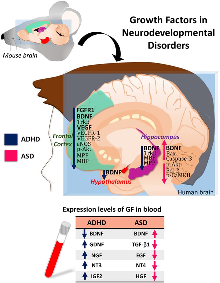 Primary symptoms of ADHD, Frontiers | Alterations of Growth Factors in Autism and Attention-Deficit/Hyperactivity Disorder