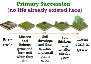 Primary vs secondary succession, ESS Topic 5.3: Soil Degradation and conservation - AMAZING WORLD OF SCIENCE WITH MR. GREEN