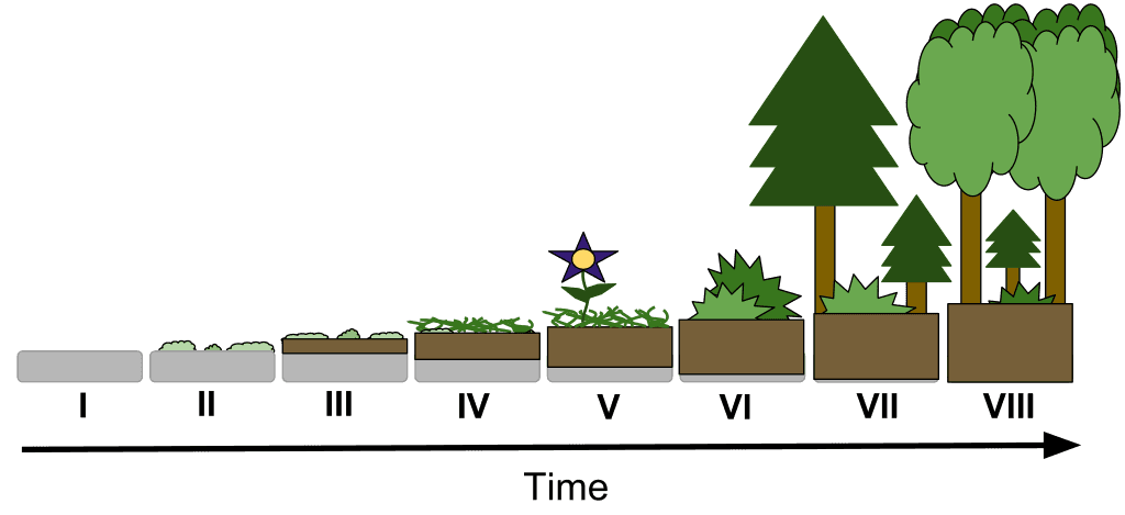 Primary vs secondary succession, File:AP Biology - Primary Succession Drawing.svg - Wikimedia Commons