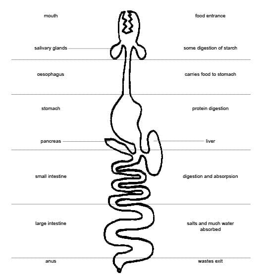 Digestive System Components, Digestive Systems | Boundless Biology