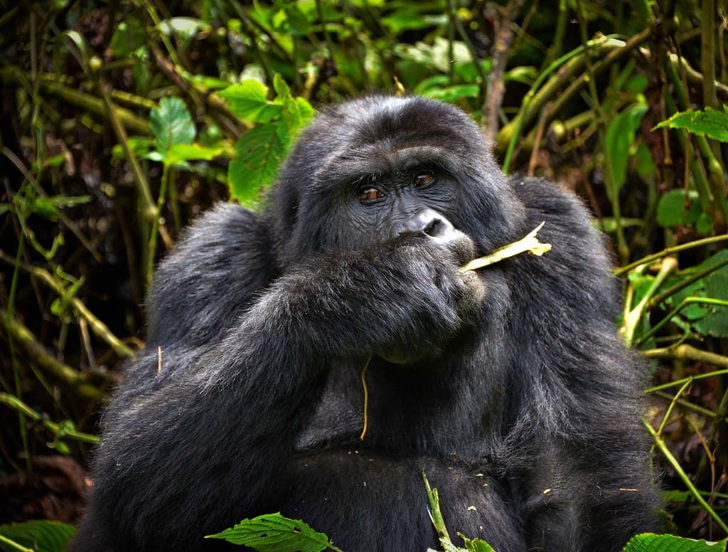 Tourism and Research, Mountain Gorilla, Uganda | Bwindi | Rod Waddington | Flickr