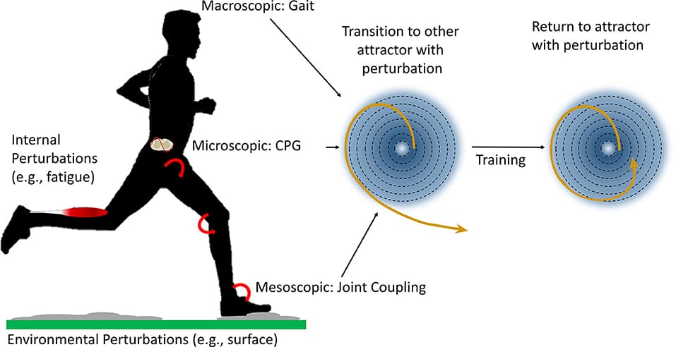 Principles of Dynamical Systems Theory in Motor Control, Frontiers | Attractive Gait Training: Applying Dynamical Systems Theory to the Improvement of ...