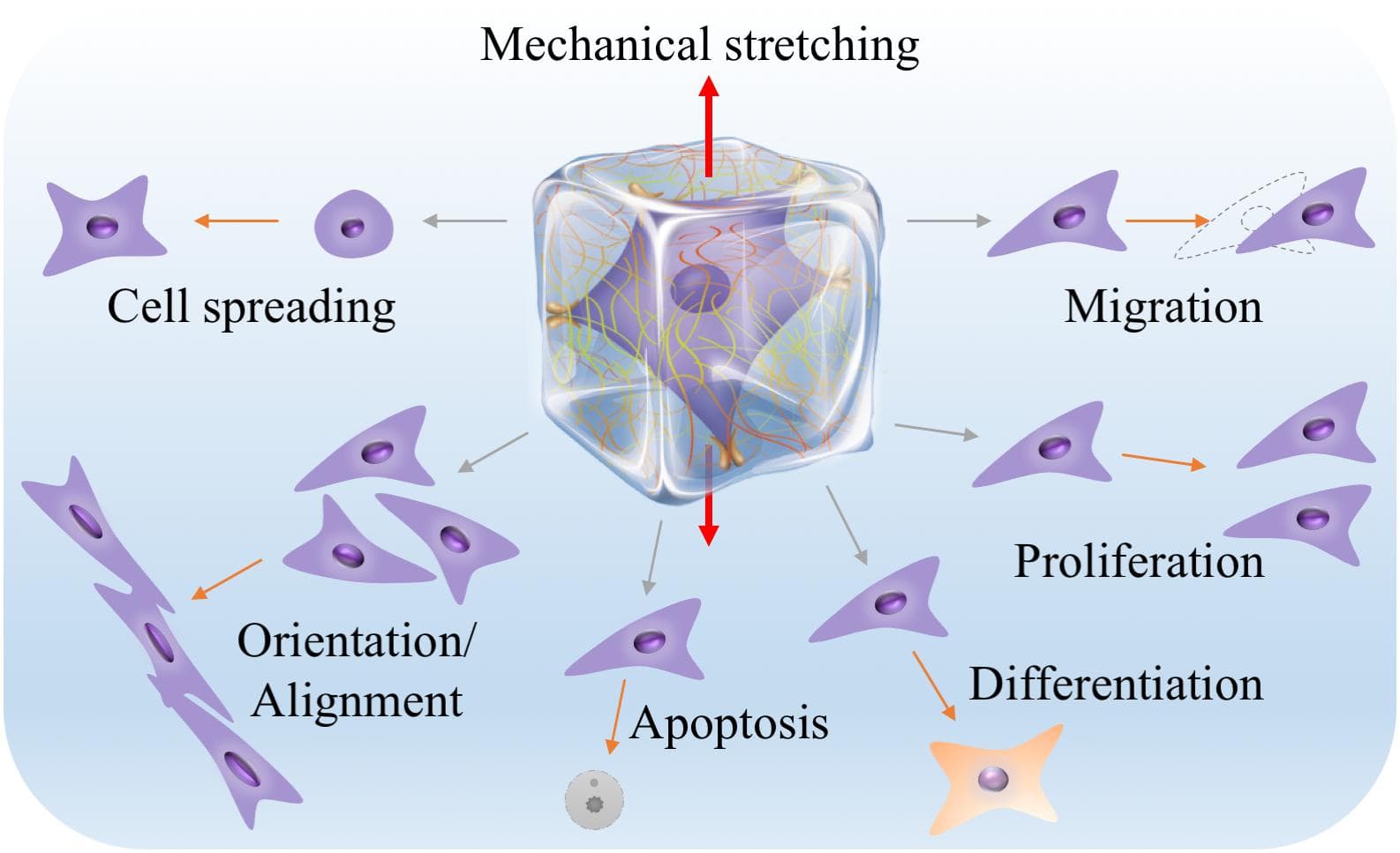 Principles of biomaterials design, Frontiers | Engineering Biomaterials and Approaches for Mechanical Stretching of Cells in Three ...