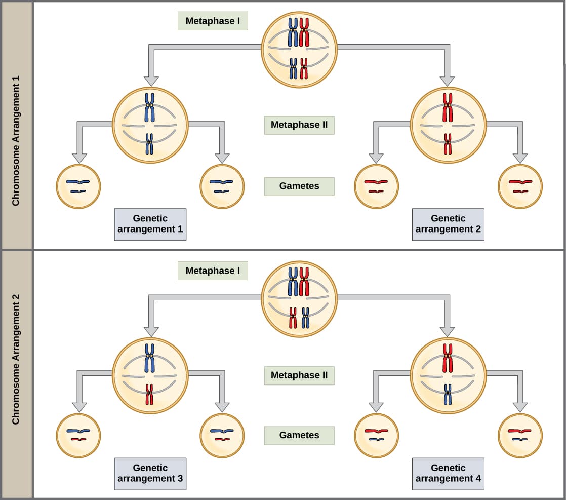 Principles of chromosomal inheritance, 8.2 Laws of Inheritance – Concepts of Biology