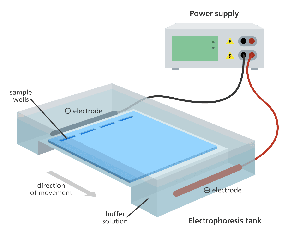 Principles of Gel Electrophoresis, Agarose Gel Electrophoresis for DNA Analysis | Biomed Guide