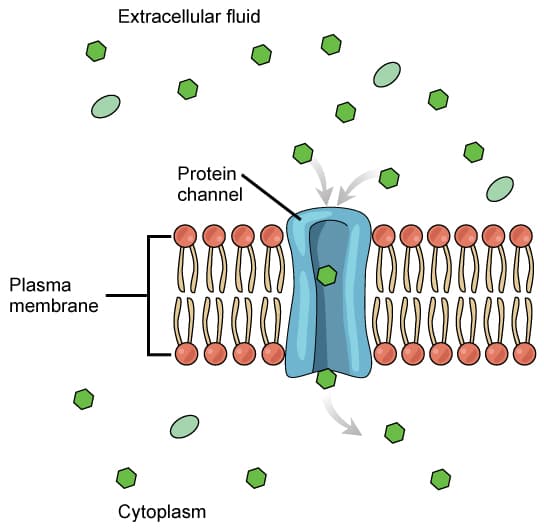 Principles of membrane separation, Transport Across the Cell Membrane | Boundless Microbiology