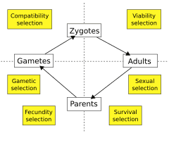 Principles of natural selection, Natural selection - Wikipedia