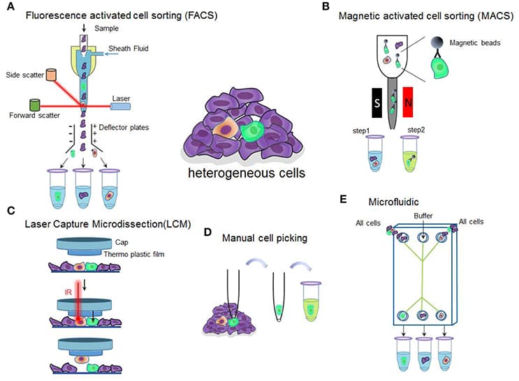Principles of scRNA-seq, Frontiers | Single Cell Isolation and Analysis | Cell and Developmental Biology