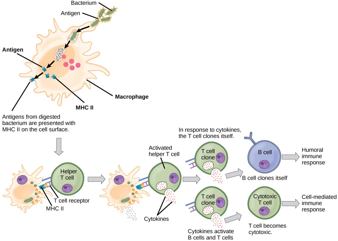 Principles of systems immunology, 12.3 Adaptive Immunity – Concepts of Biology