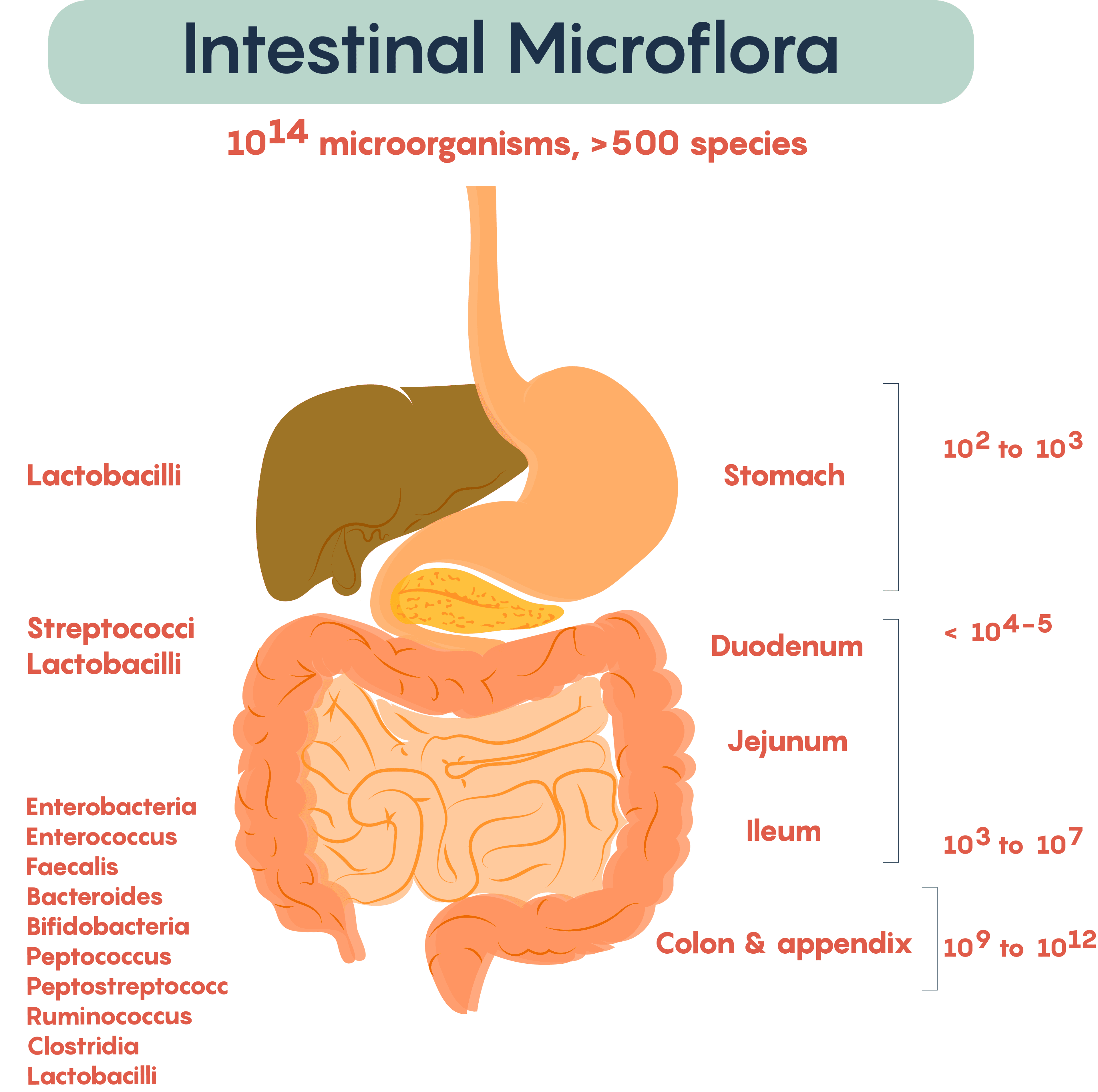 Defining Key Terms, 4.1 The Gut Microbiome and its Impact on the Brain – Neuroscience: Canadian 1st Edition Open ...