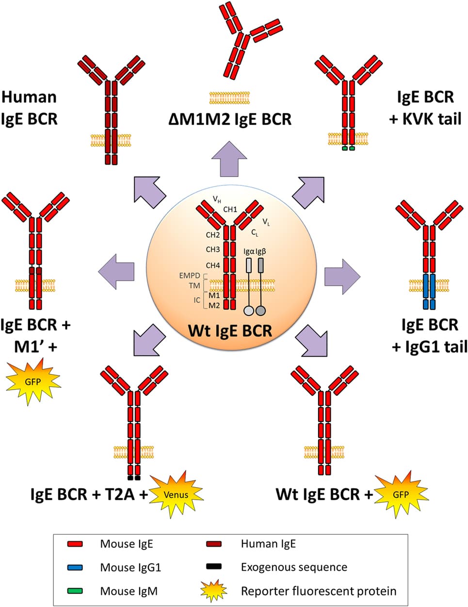 Process of antibody class switching, Frontiers | B Cell Intrinsic Mechanisms Constraining IgE Memory