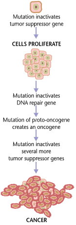 Process of cancer development, Overview of Cancer | Boundless Anatomy and Physiology