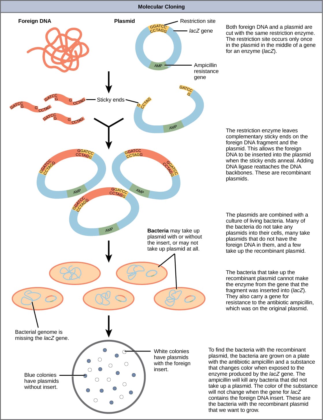 Process of genetic engineering, 10.1 Cloning and Genetic Engineering – Concepts of Biology