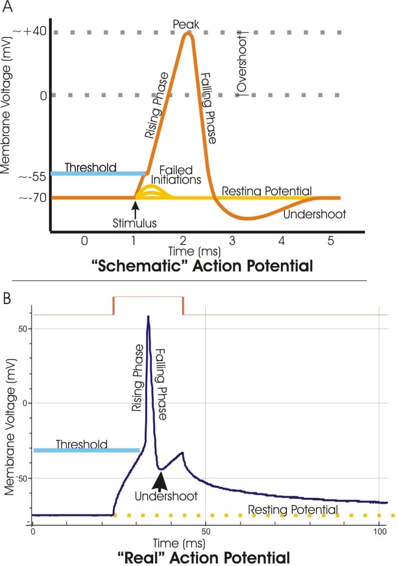 Process of Sensory Transduction, Action potential - wikidoc