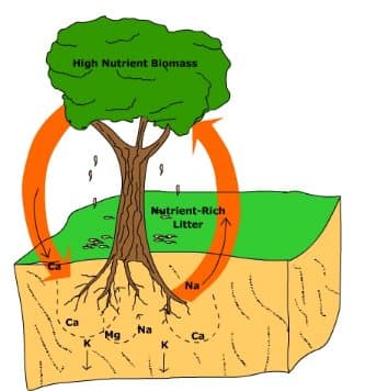 Process of soil formation, Soils: Soil Forming Factors - Organisms and Time
