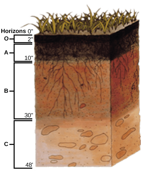 Process of soil formation, The Soil | OpenStax Biology 2e