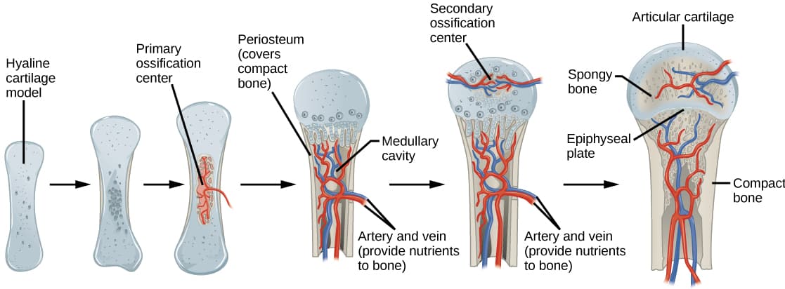 Processes of bone formation, Bone Growth and Development | Biology for Majors II