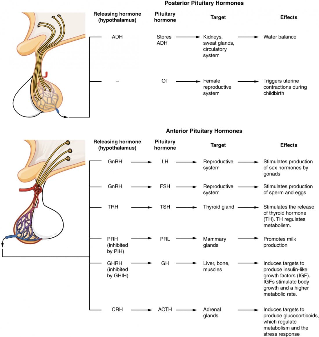 Programmed and Neuroendocrine Theories, The Pituitary Gland and Hypothalamus | Anatomy and Physiology I