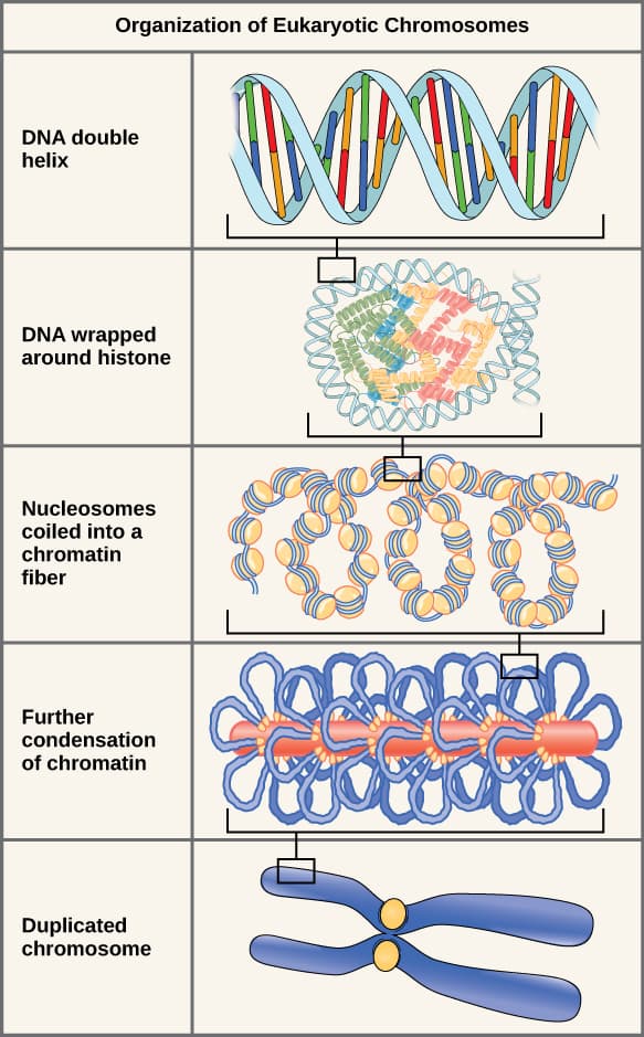 Fundamental Similarities and Differences, Chromosome Structure | Biology for Non-Majors I