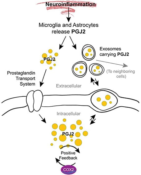 Prostaglandin analogs, Frontiers | Neuroinflammation and J2 prostaglandins: linking impairment of the ubiquitin ...